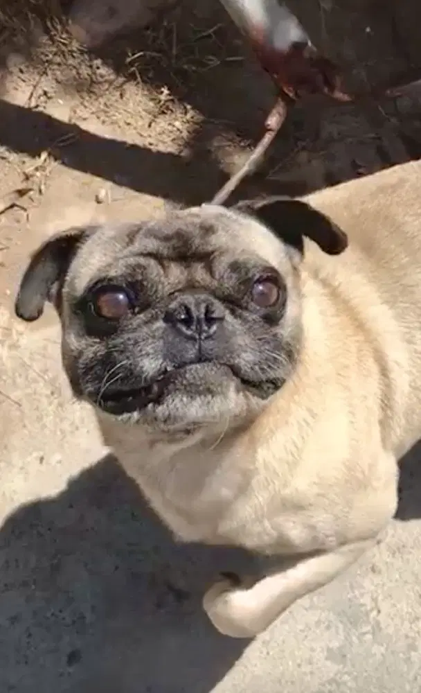 Chato image 2