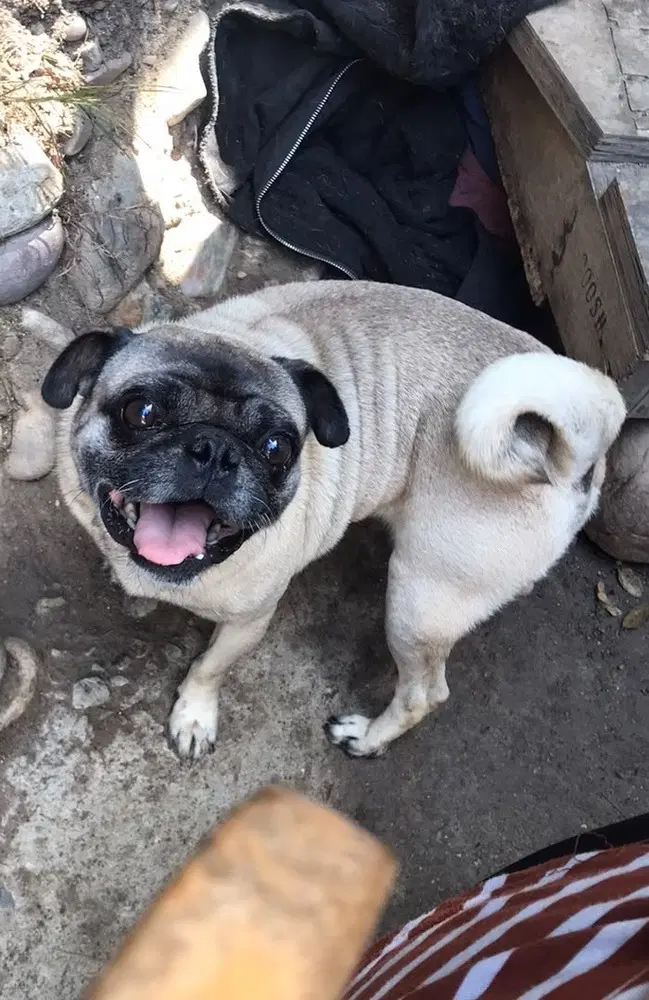 Chato image 3
