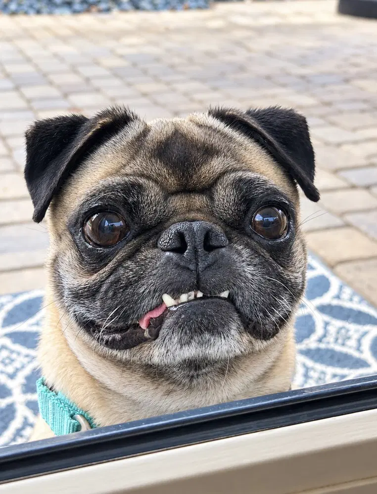 Chato image 2