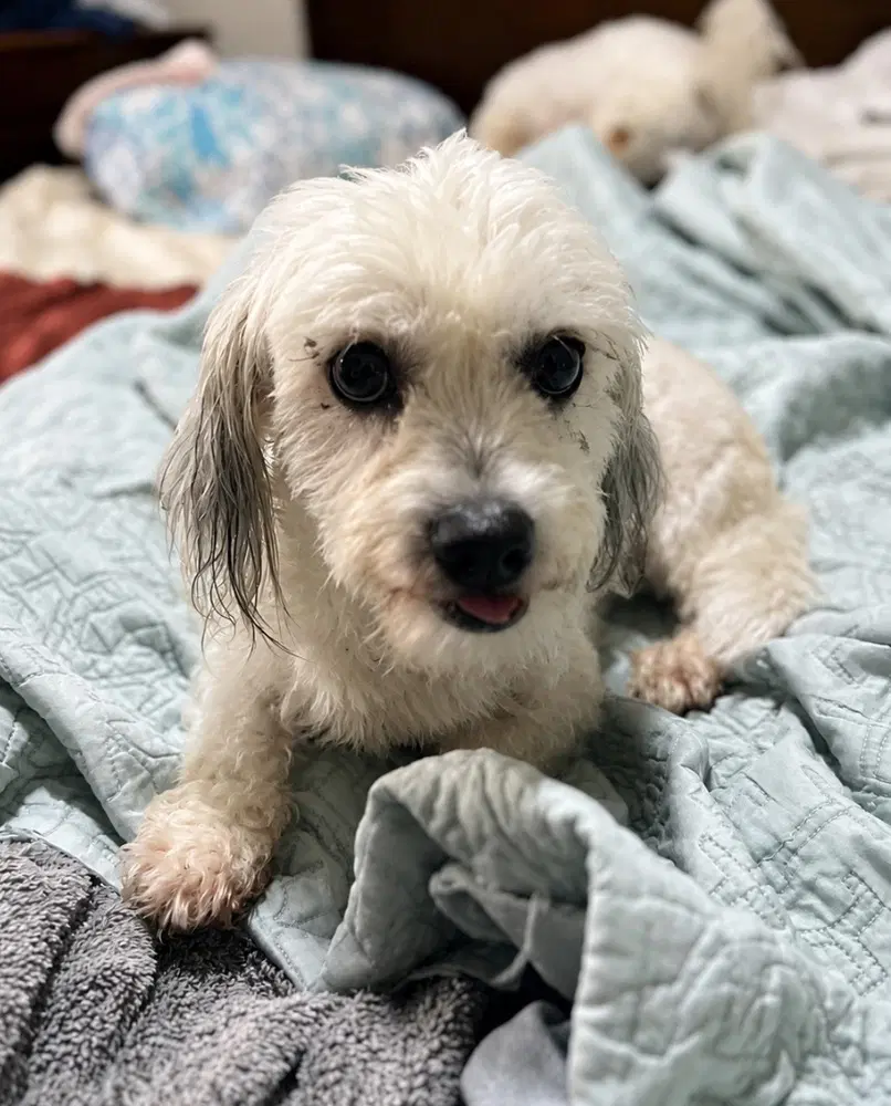 Cereza Cherry - Shih Tzu