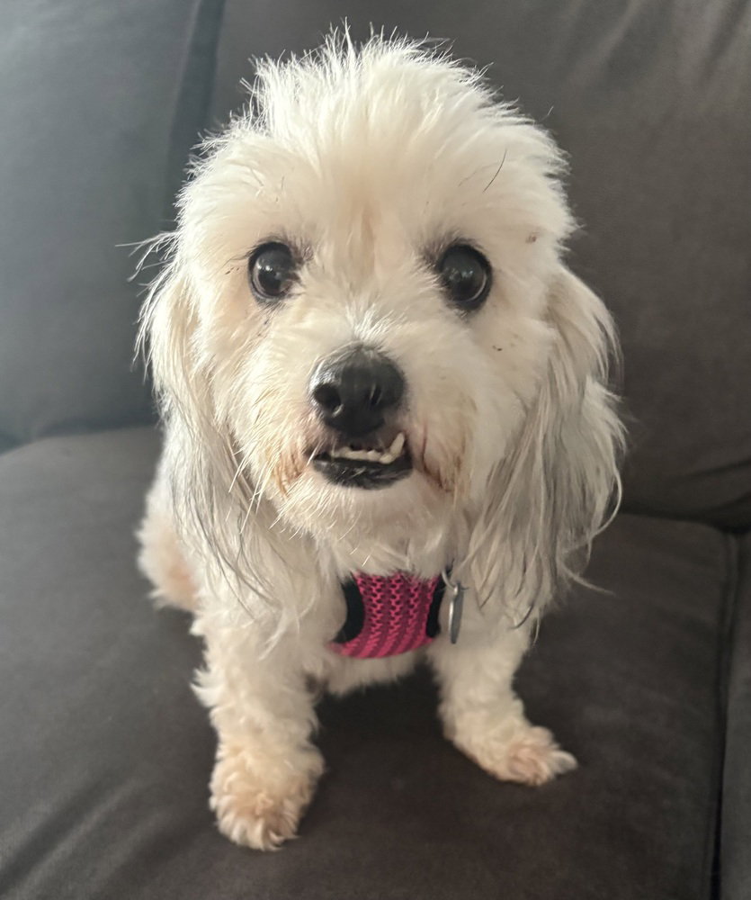 Cereza (Cherry), Shih Tzu