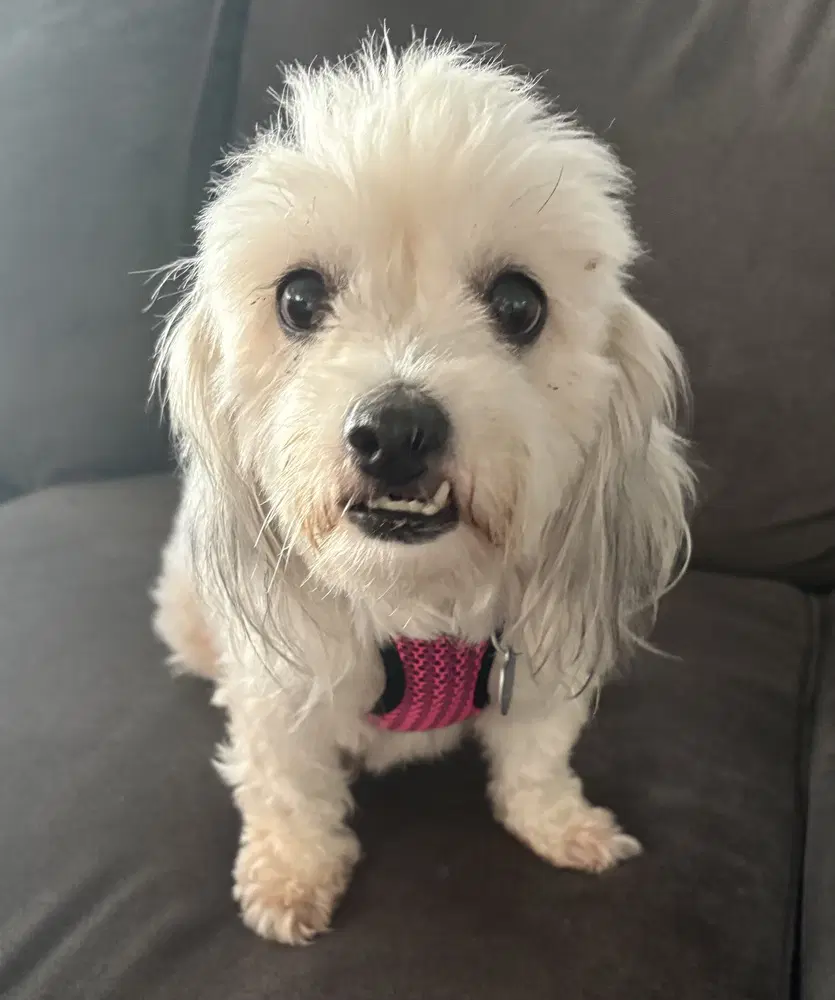 Cereza Cherry - Shih Tzu