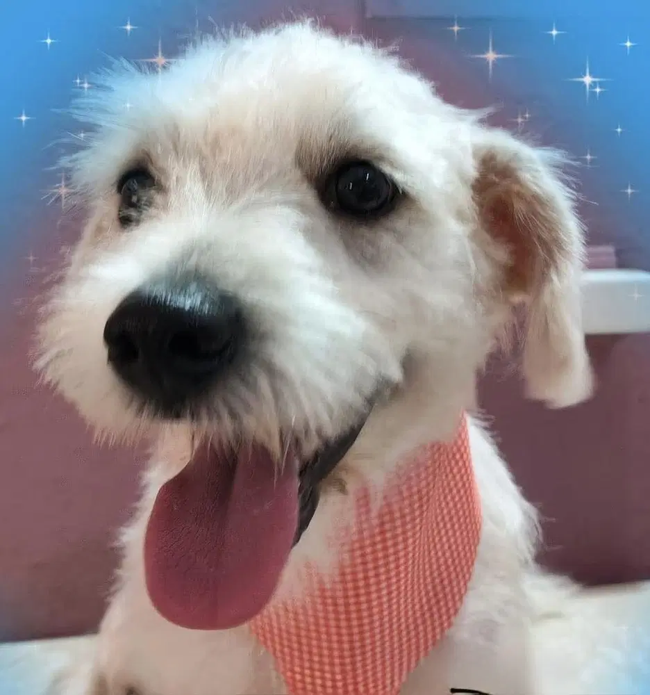 Ramses - Schnauzer