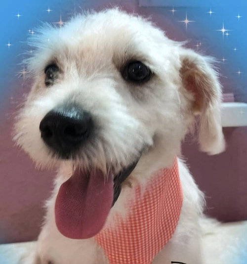 Ramses, a dog for adoption from Recate Fenix aka Rescue Fenix