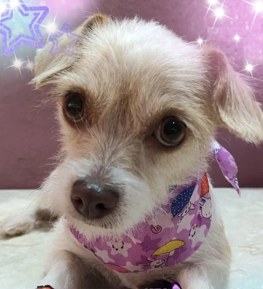 Camila - Shih Tzu