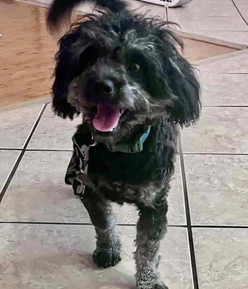 Raquel, a dog for adoption from Recate Fenix aka Rescue Fenix