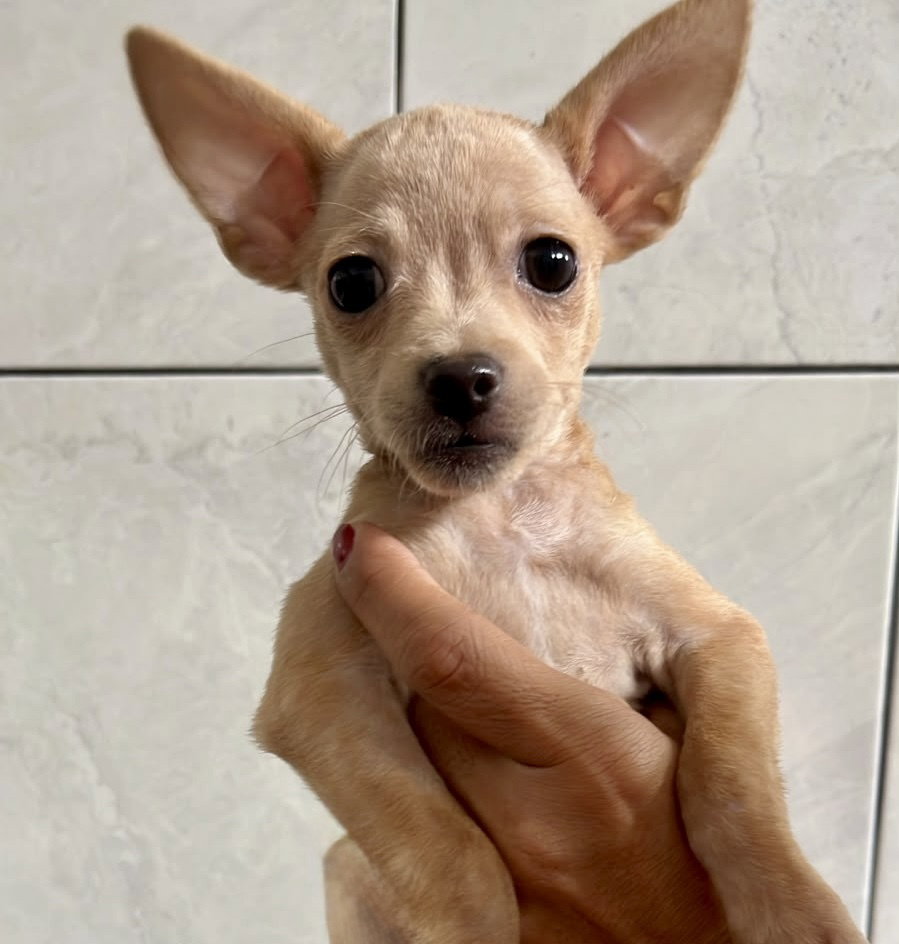 Leila, Chihuahua