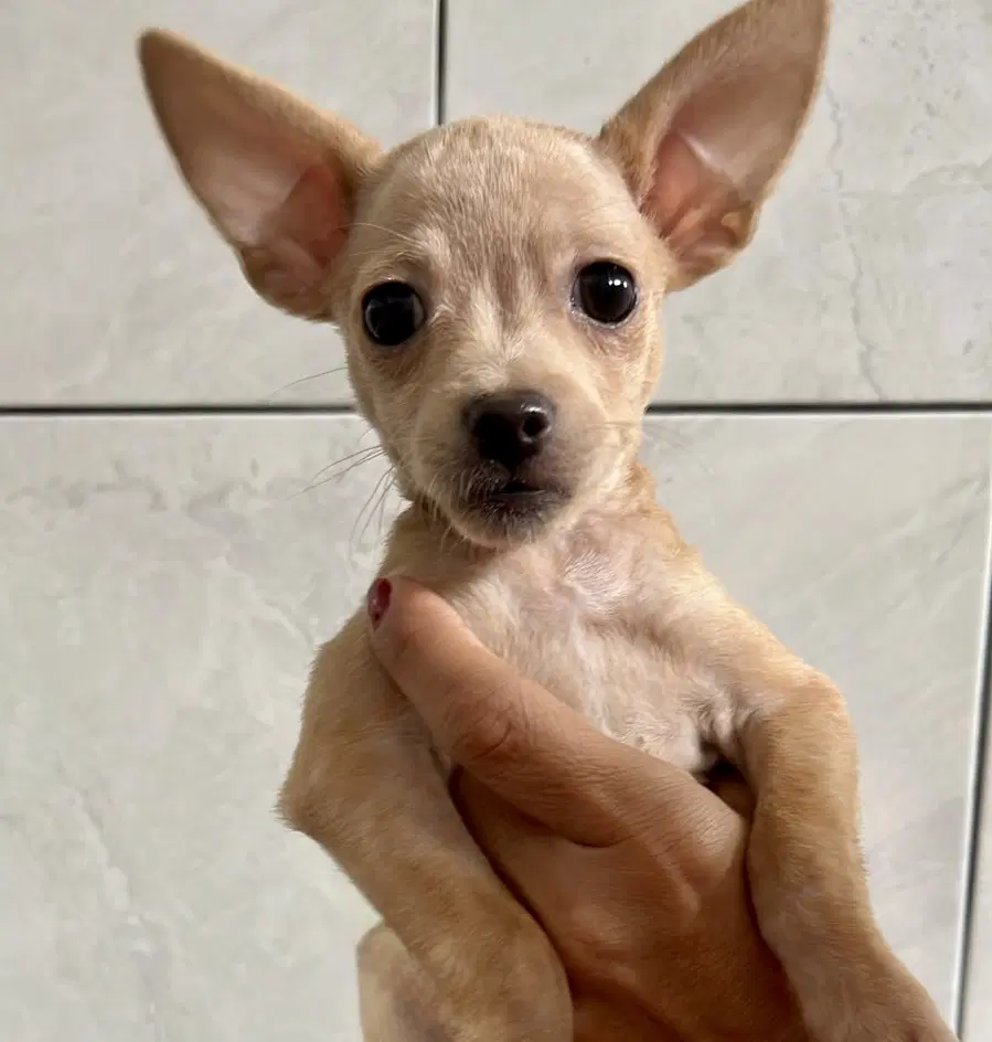 Leila - Chihuahua