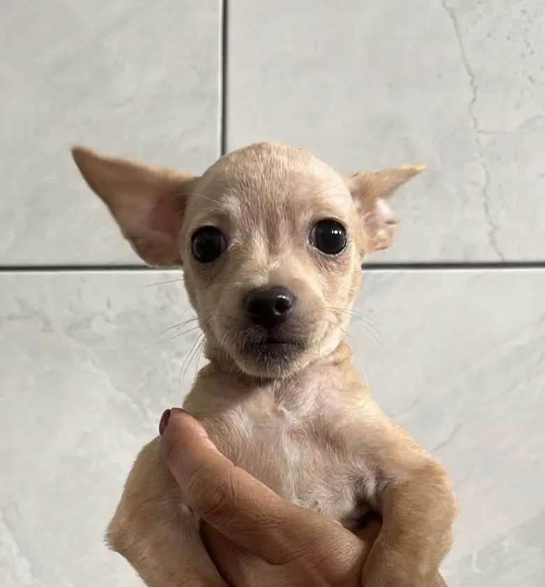 Leila image 2