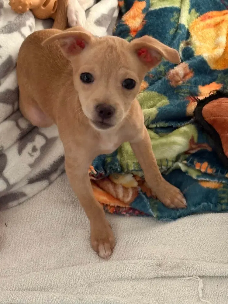 Leila - Chihuahua