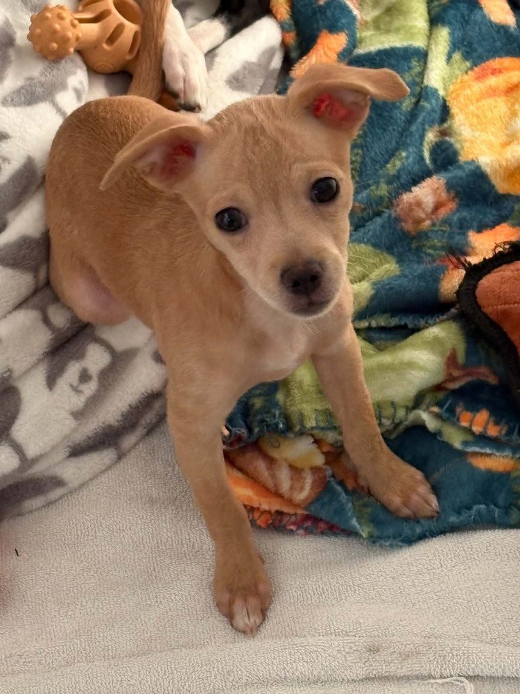 Leila, photo 4