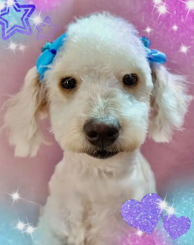 Ella - Poodle (Miniature)