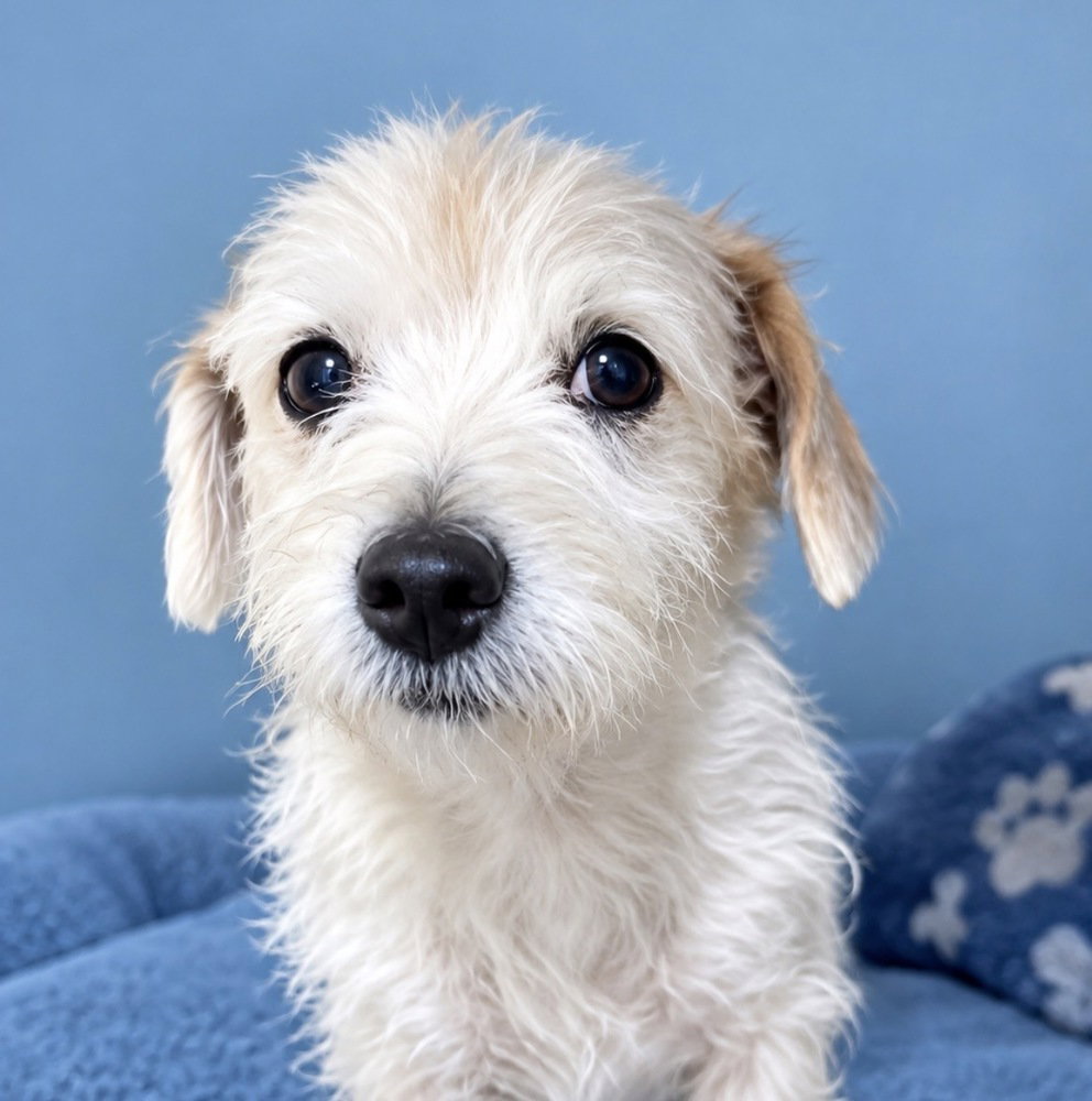 Ella, Poodle (Miniature)