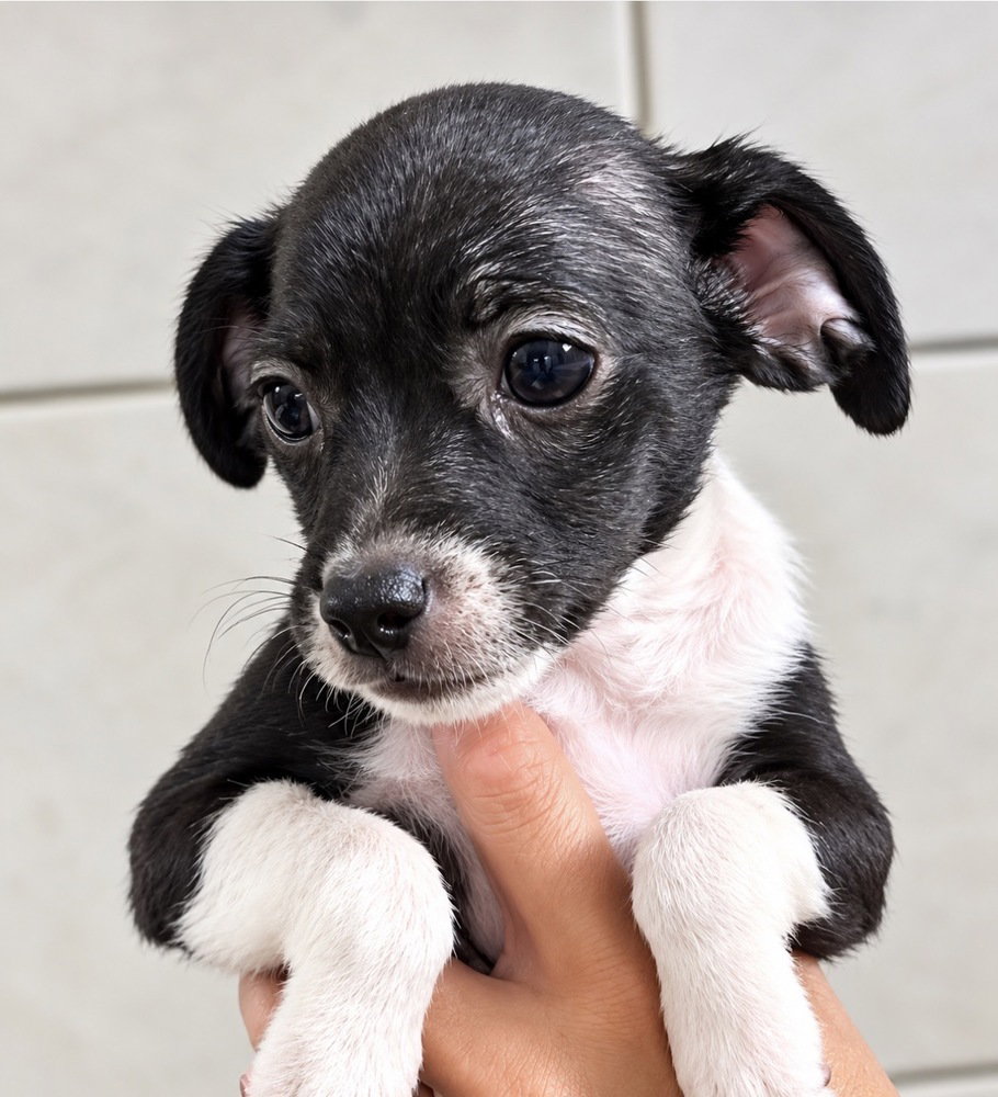 Lolly, Chihuahua