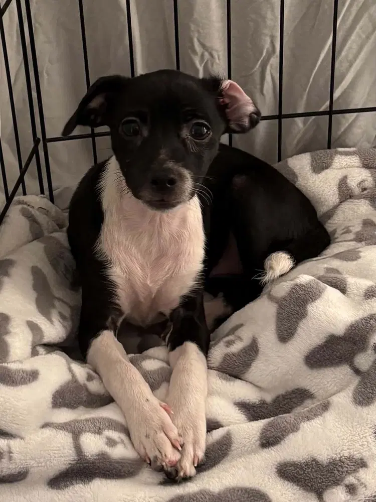 Lolly - Chihuahua