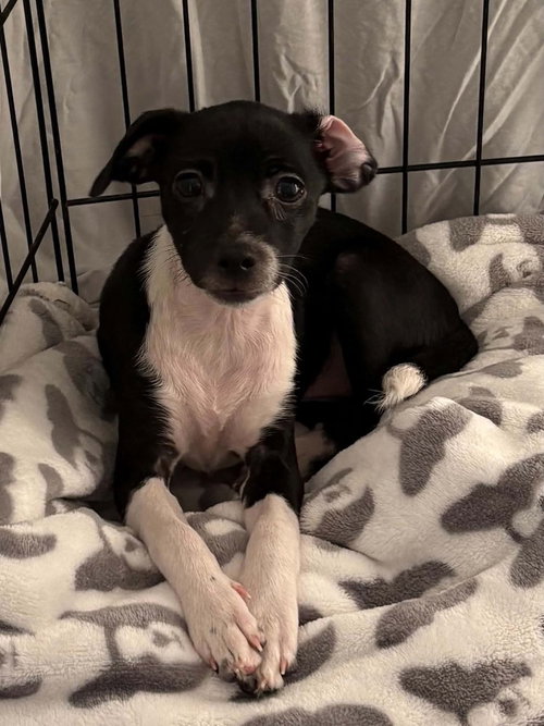 Lolly, Chihuahua / Shih Tzu / Mixed