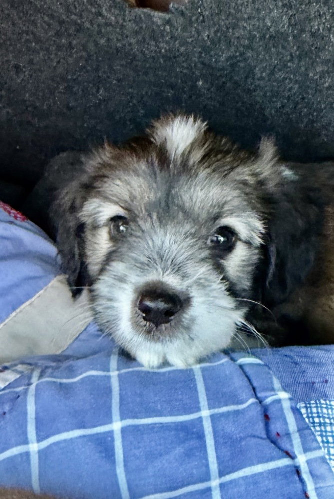 Cooper, Shih Tzu