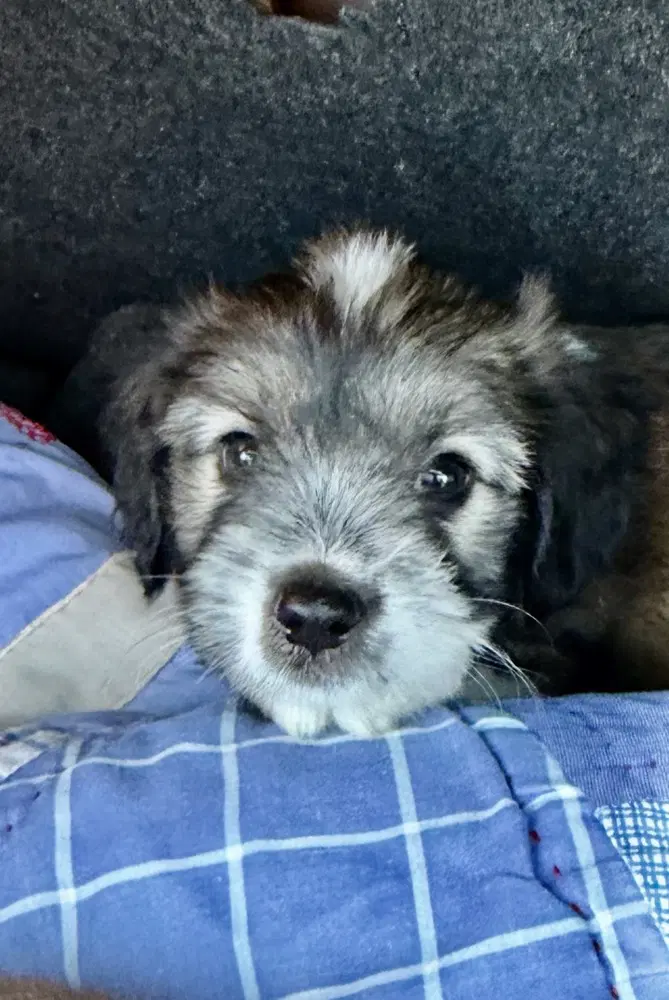 Cooper - Shih Tzu