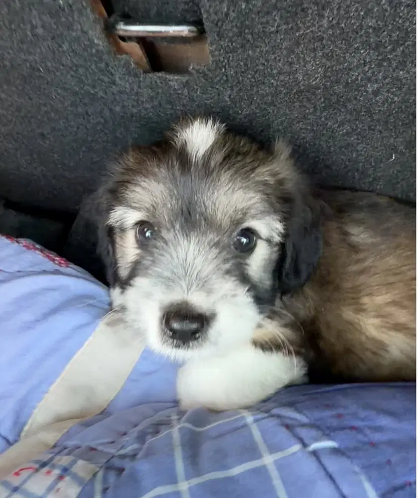 Cooper image 2