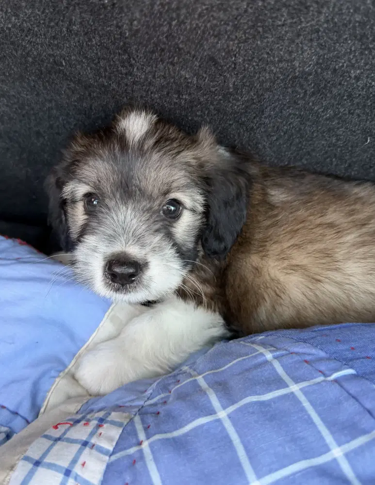 Cooper image 3