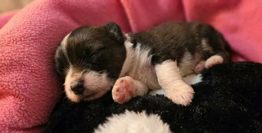 Cooper image 4
