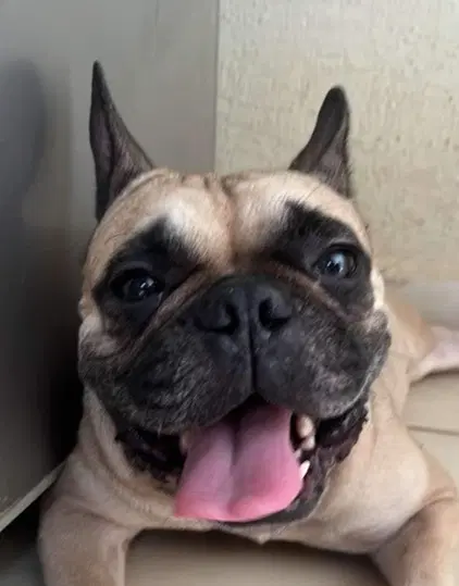 Adora - French Bulldog