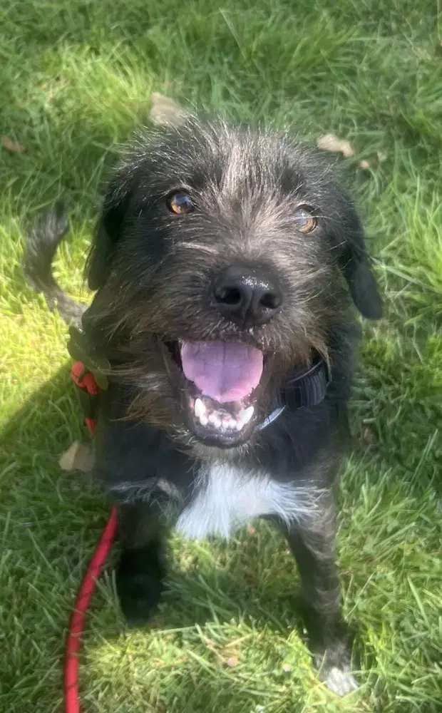 Gordon - Terrier