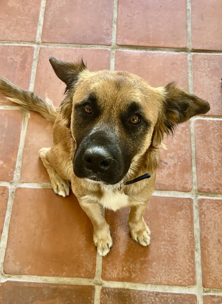 Pancho