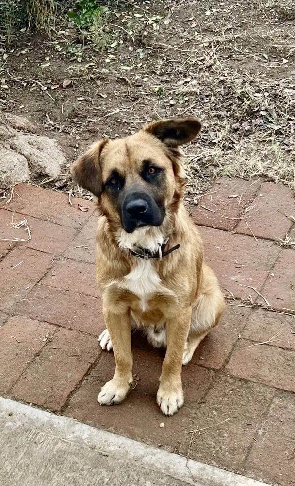Pancho image 3