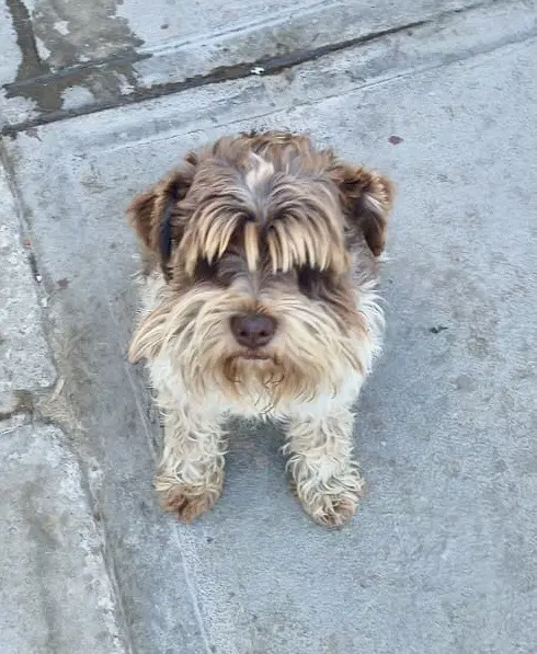 Theo - Miniature Schnauzer