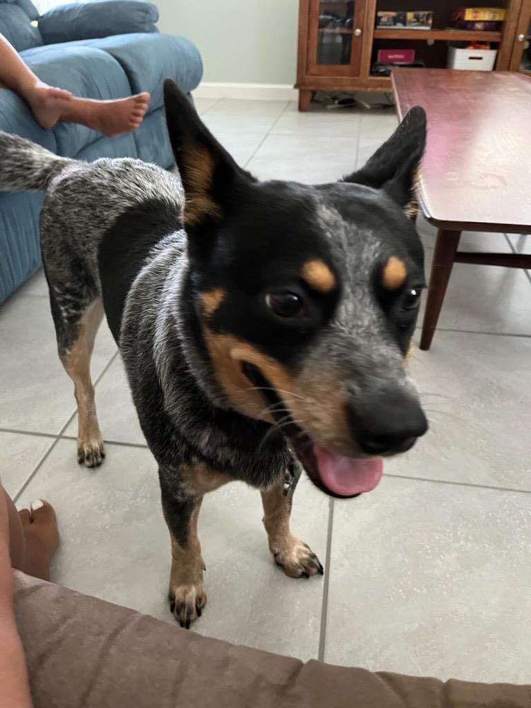 Dog for Adoption - Trixie, a Australian Cattle Dog/Blue Heeler in South ...