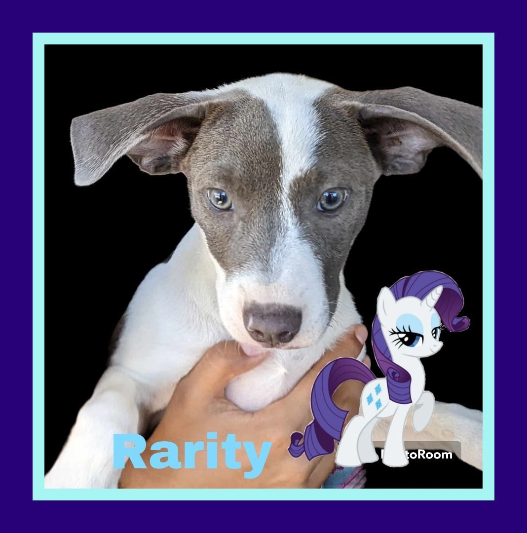 adoptable Dog in Fresno, CA named Rarity