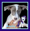 adoptable Dog in fresno, ca, CA named Rarity