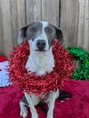 adoptable Dog in Fresno, CA named Rarity