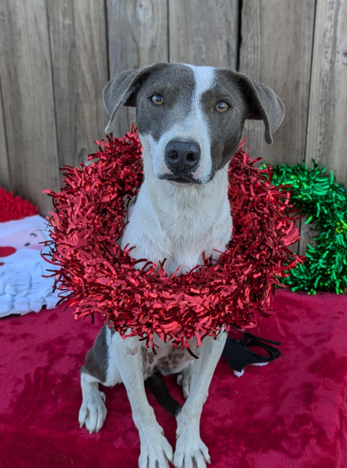 RARITY - Pit Bull Terrier / Cattle Dog available for adoption
