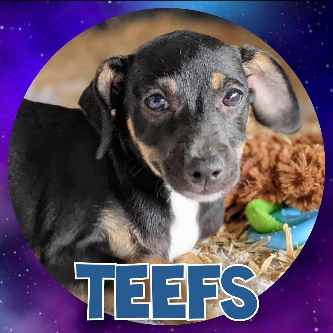 adoptable Dog in Fresno, CA named Teefs