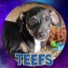 adoptable Dog in  named Teefs