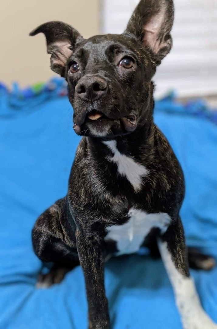 adoptable Dog in Fresno, CA named Syd