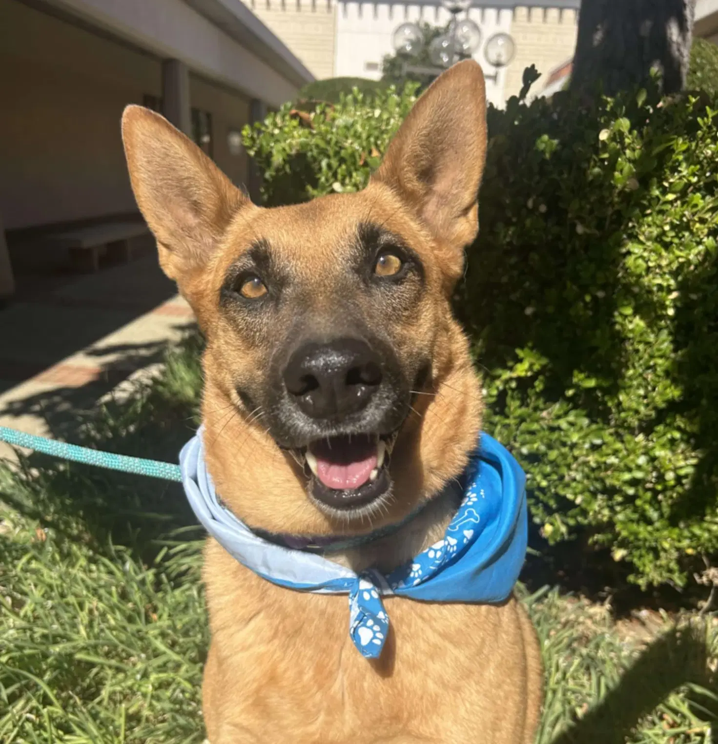 Sassy Pants - Shepherd