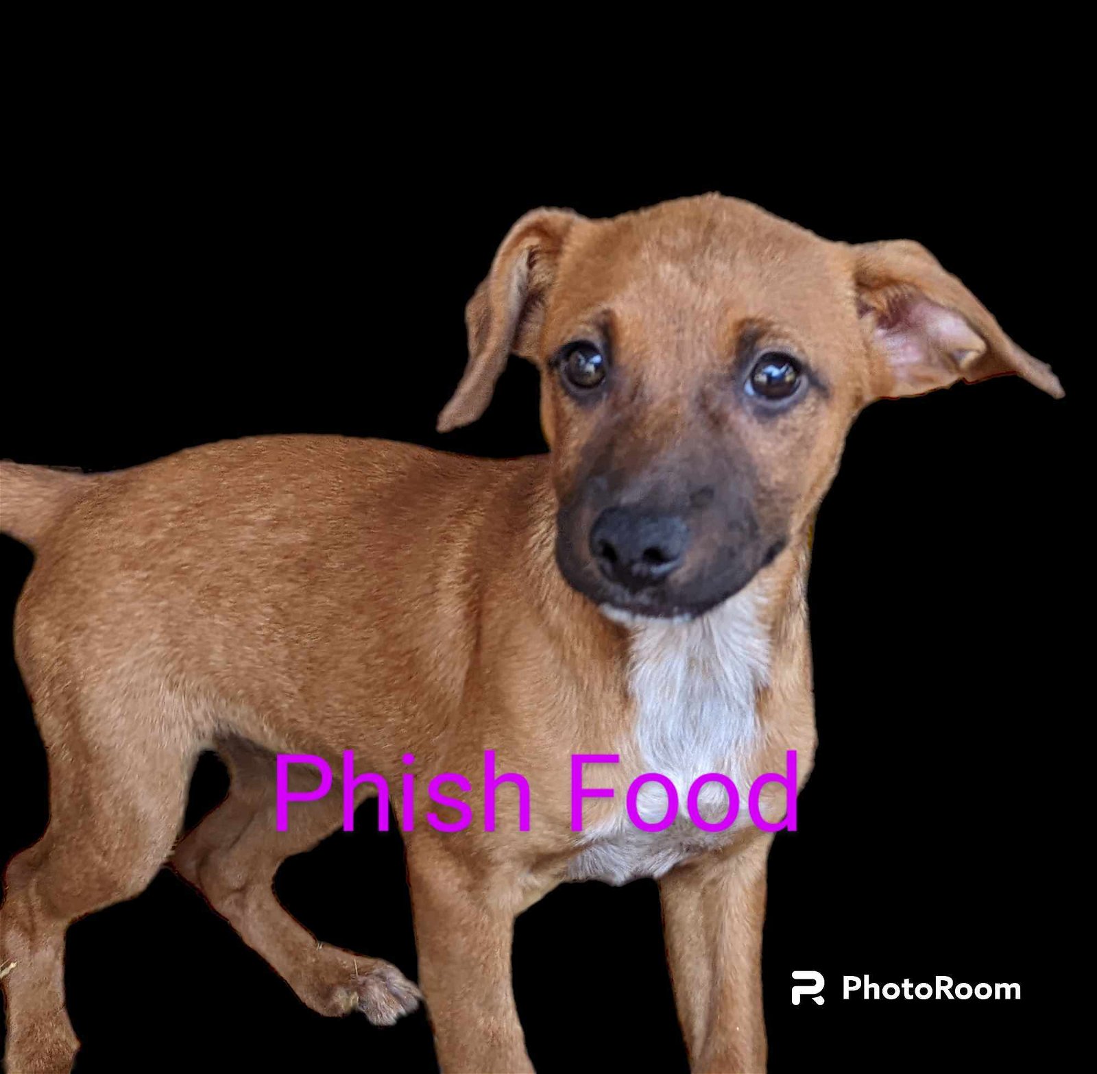 adoptable Dog in Fresno, CA named Phish Food