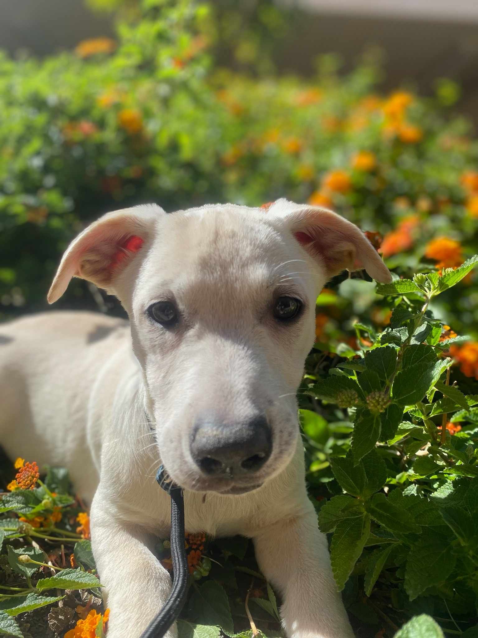adoptable Dog in Fresno, CA named Pugsley