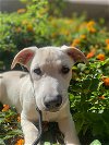 adoptable Dog in fresno, ca, CA named Pugsley