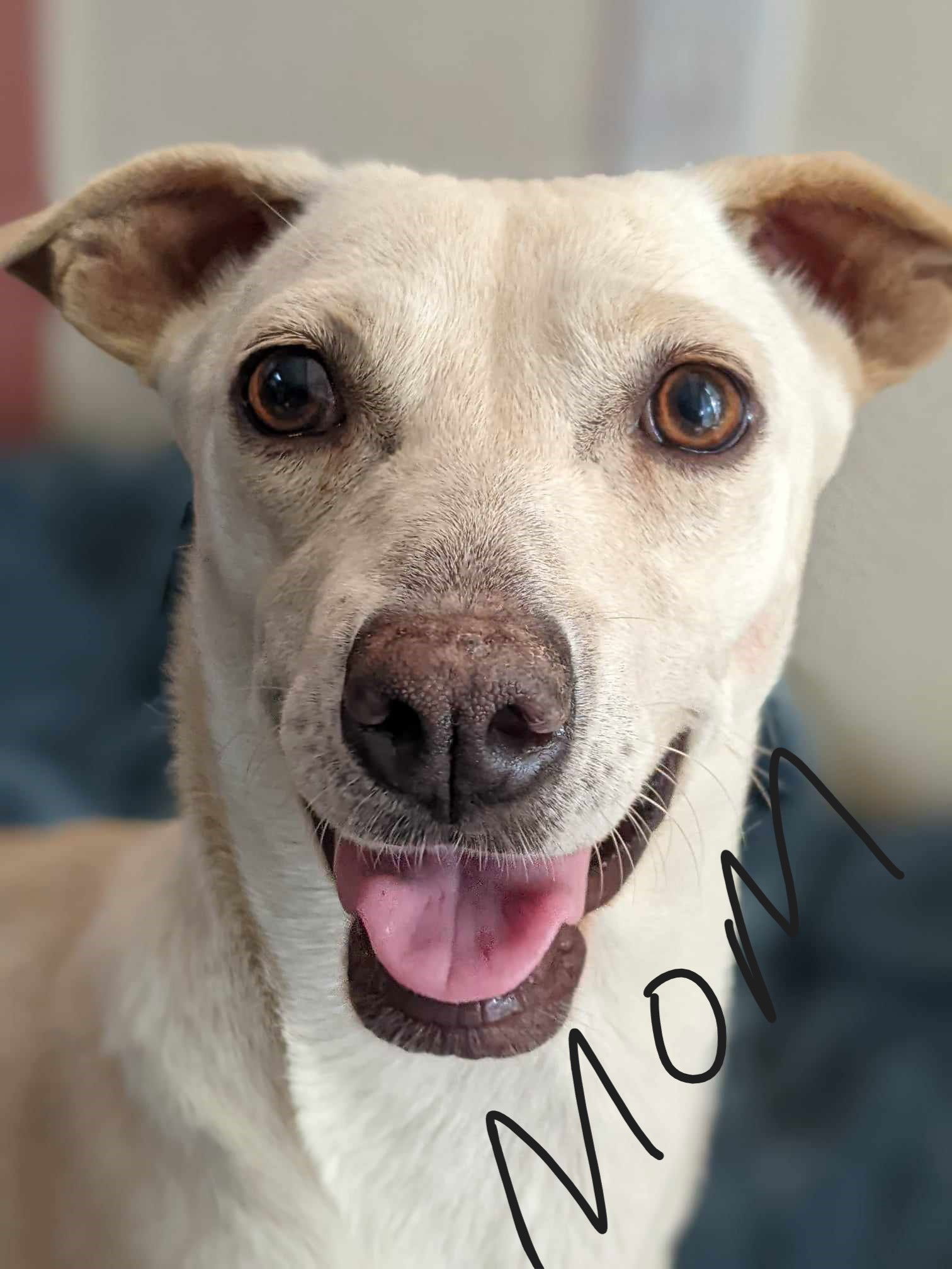 adoptable Dog in Fresno, CA named Yo Mama