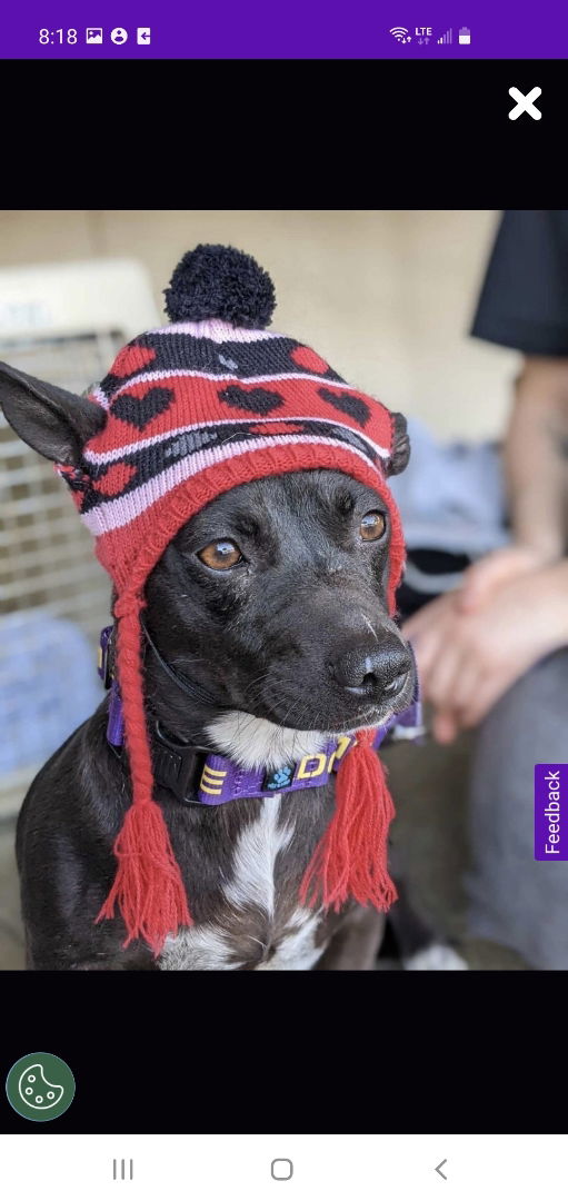 adoptable Dog in Fresno, CA named Enola