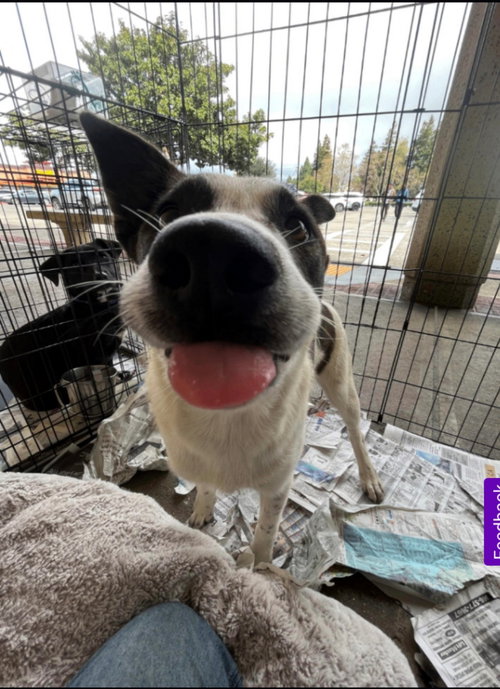 BRANDI - Border Collie / Australian Shepherd available for adoption