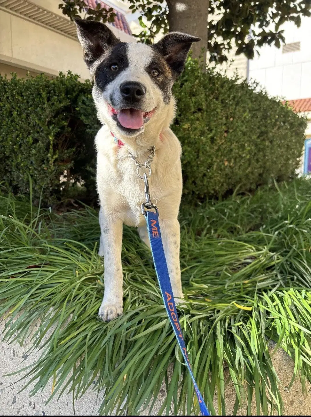 Brandi - Border Collie
