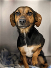 adoptable Dog in fresno, ca, CA named Notes