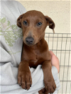 adoptable Dog in fresno, ca, CA named Sam