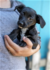 adoptable Dog in fresno, ca, CA named Miranda