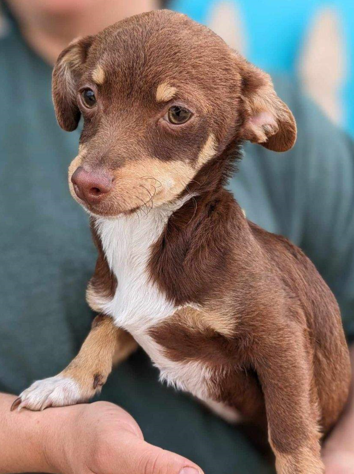 adoptable Dog in Fresno, CA named Plankton